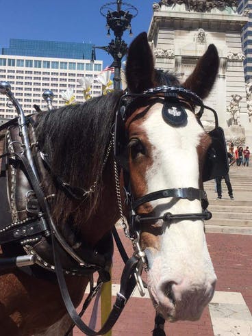 Prestige the horse