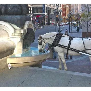 horse drinking from fountain