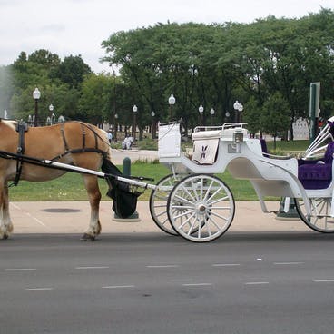 carriage ride during the day